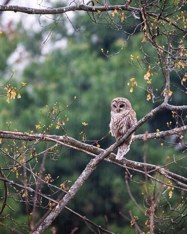 Barred Owl in the Rain