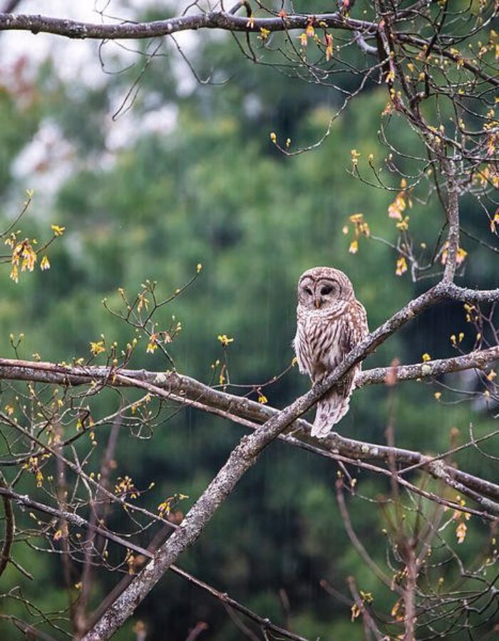 Barred Owl in the Rain