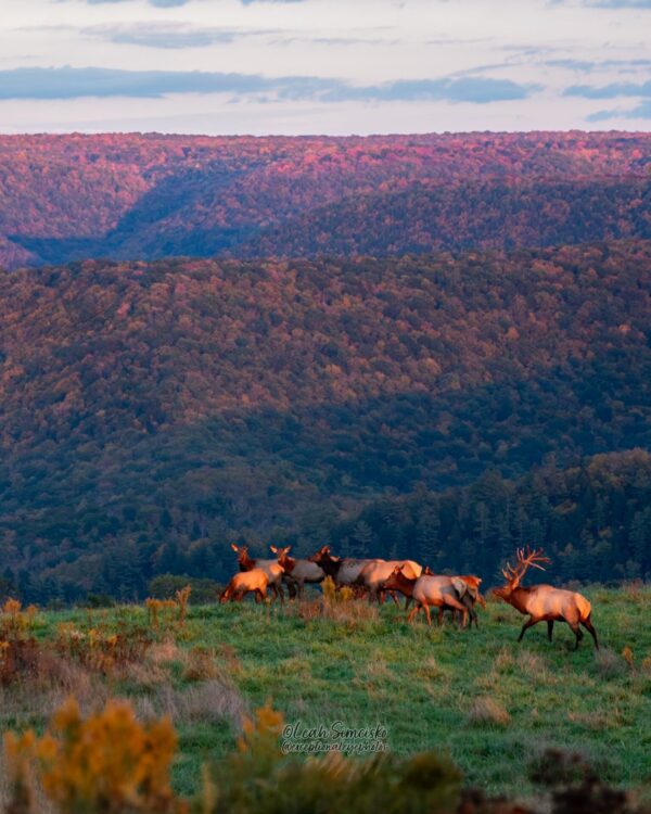 Elk Country Sunset