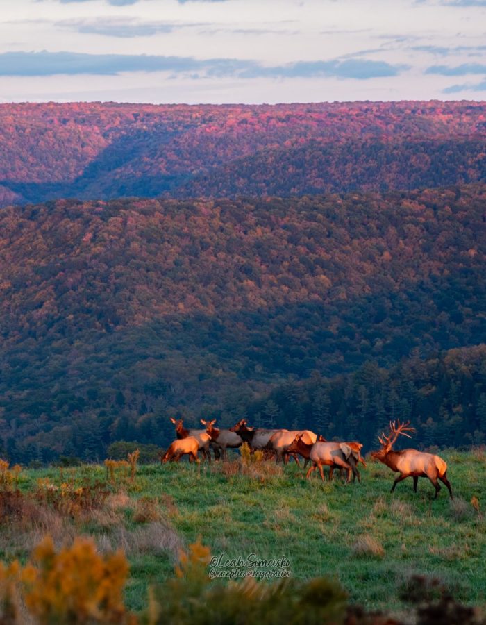 Elk Country Sunset