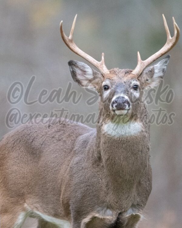 Rutting buck 1