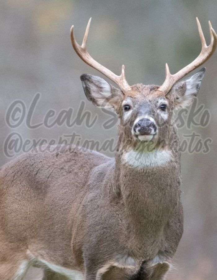 Rutting buck 1