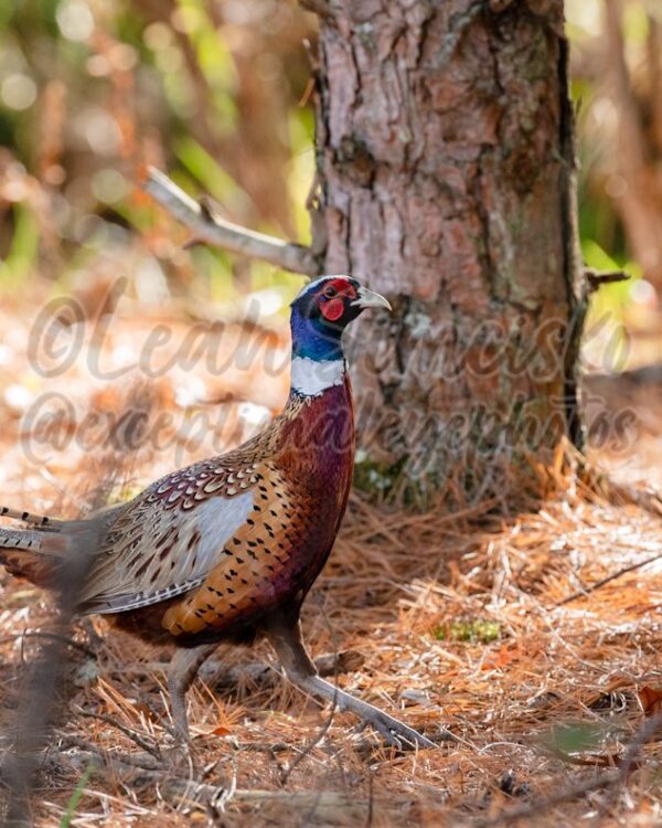 Ring-necked Pheasant on the move