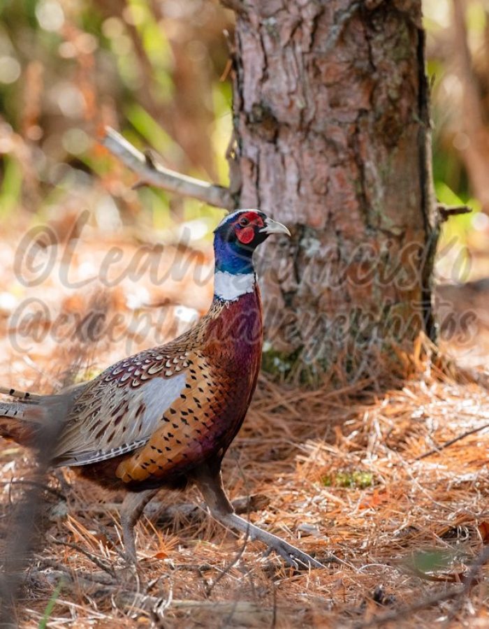 Ring-necked Pheasant on the move