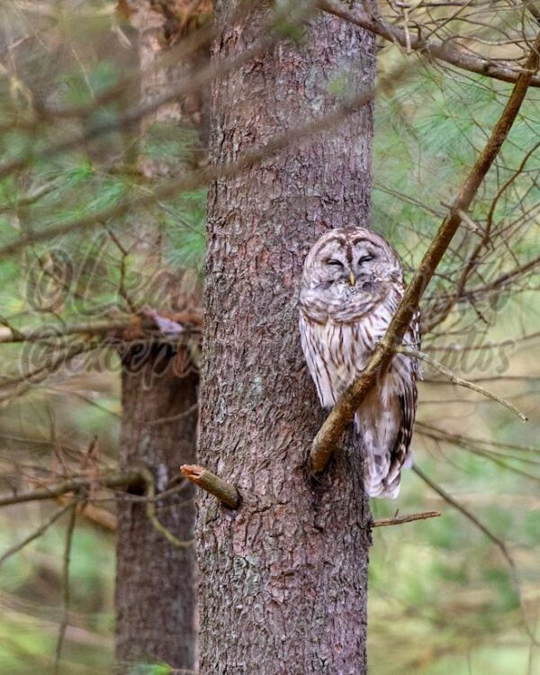 https://exceptionaleyephotos.com/product/i-think-owl-nap-here