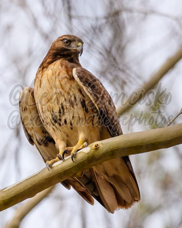 https://exceptionaleyephotos.com/product/red-tailed-hawk/