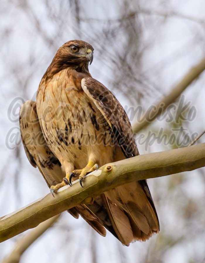 https://exceptionaleyephotos.com/product/red-tailed-hawk/