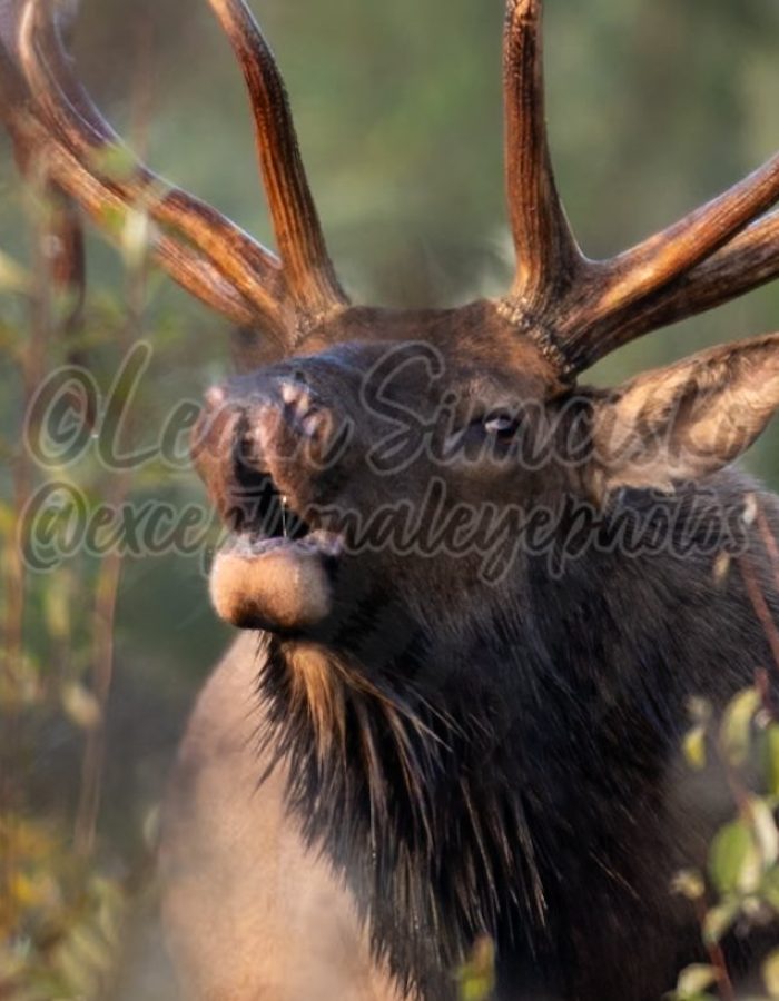 exceptionaleyephotos.com/bugle-in-the-morning