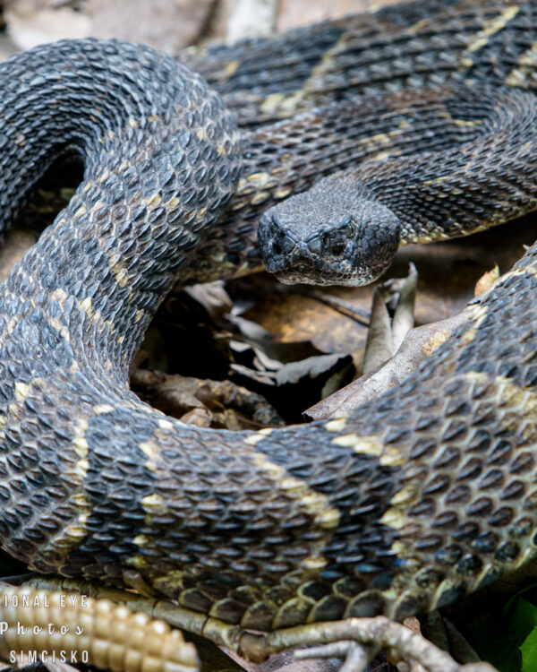 Rattlesnake Crossing 2