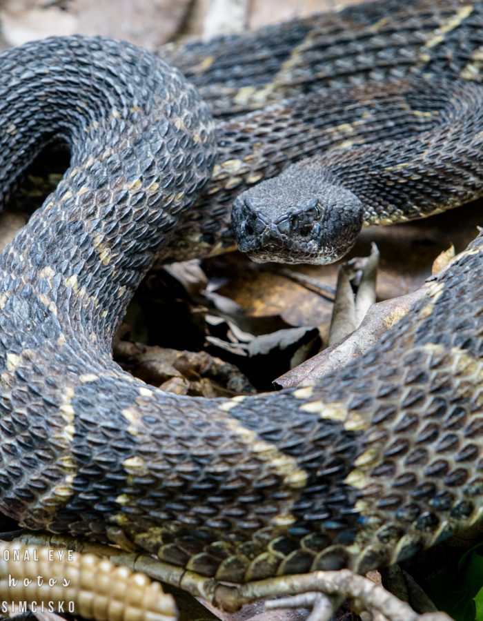 Rattlesnake Crossing 2