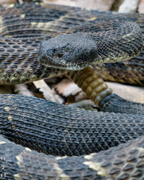 Rattlesnake Crossing