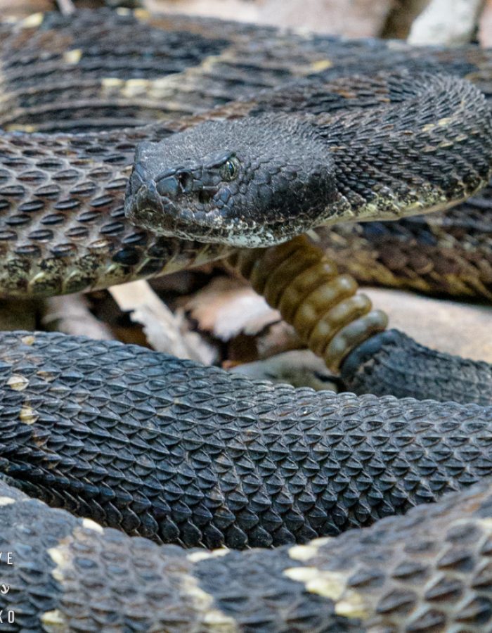 Rattlesnake Crossing