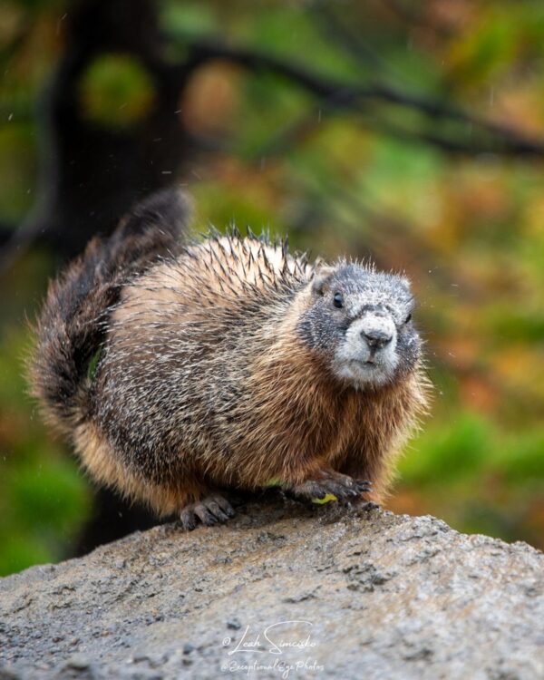 Marmot Shake