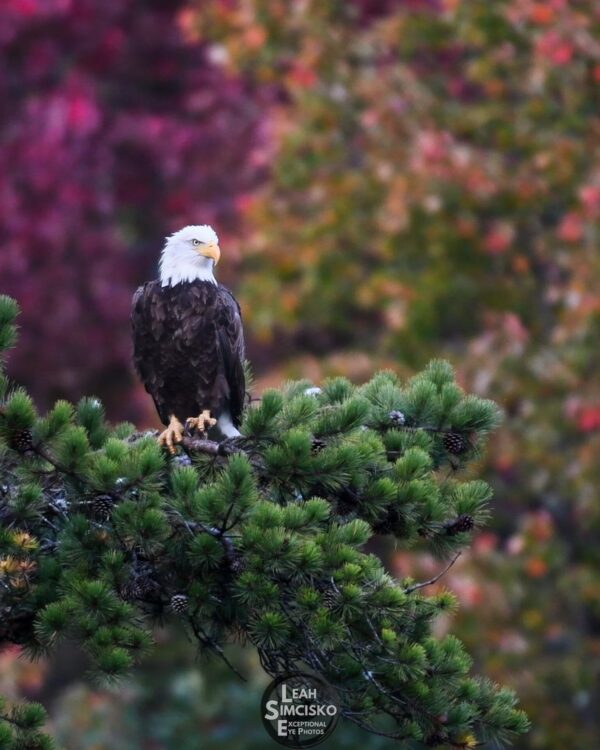 October Bald Eagle