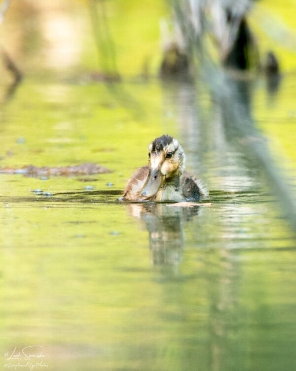 Darling Duckling