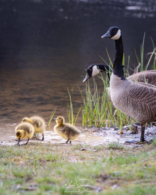 Gosling Family