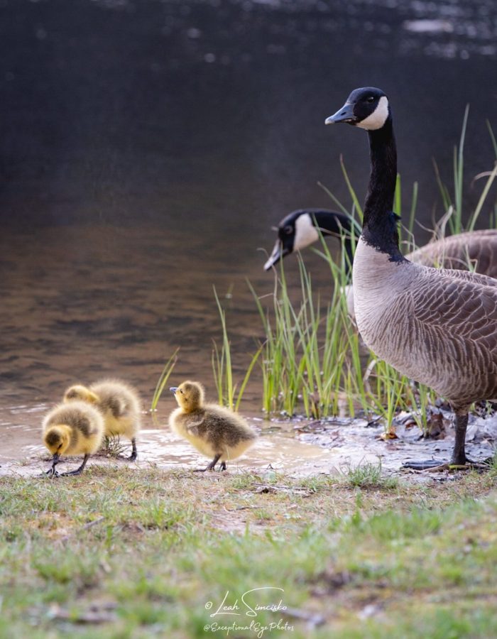 Gosling Family