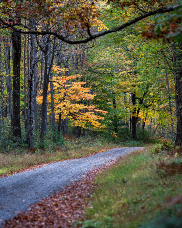 Brightening the Path