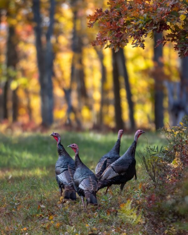 Autumn Gobblers