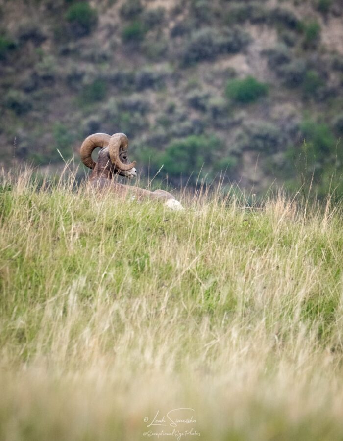 Hillside Ram