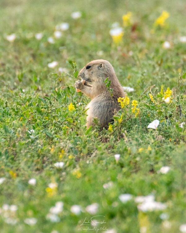 Prairie Dog Munching