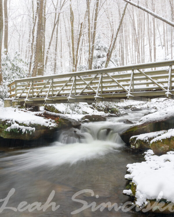 Winter walk in the woods