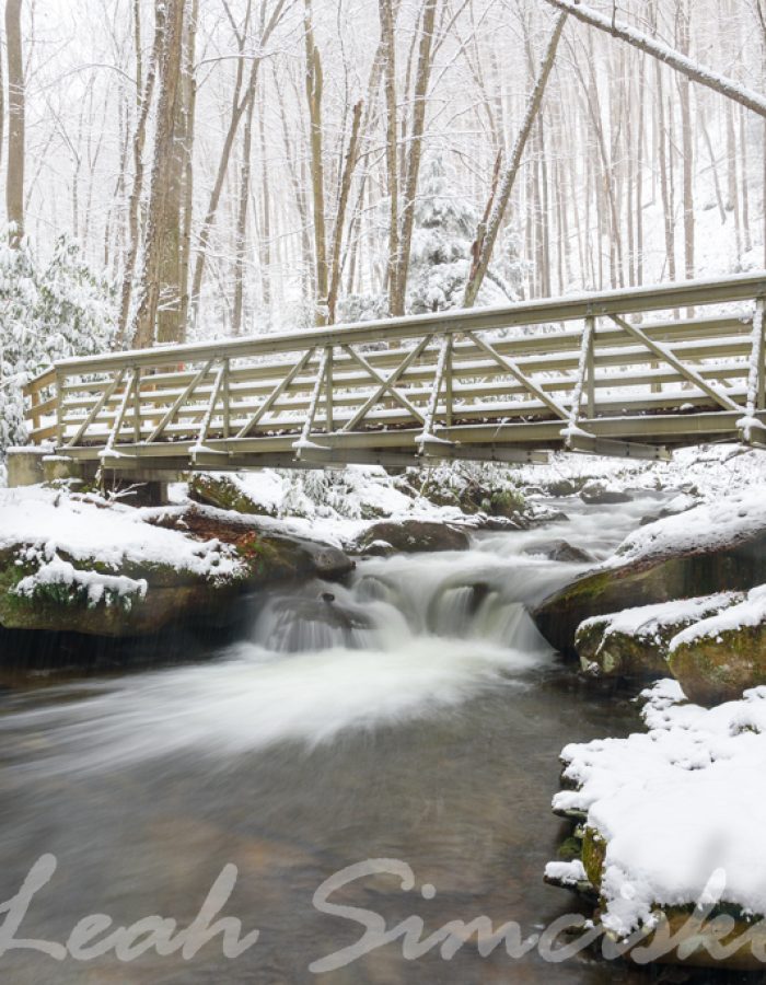 Winter walk in the woods