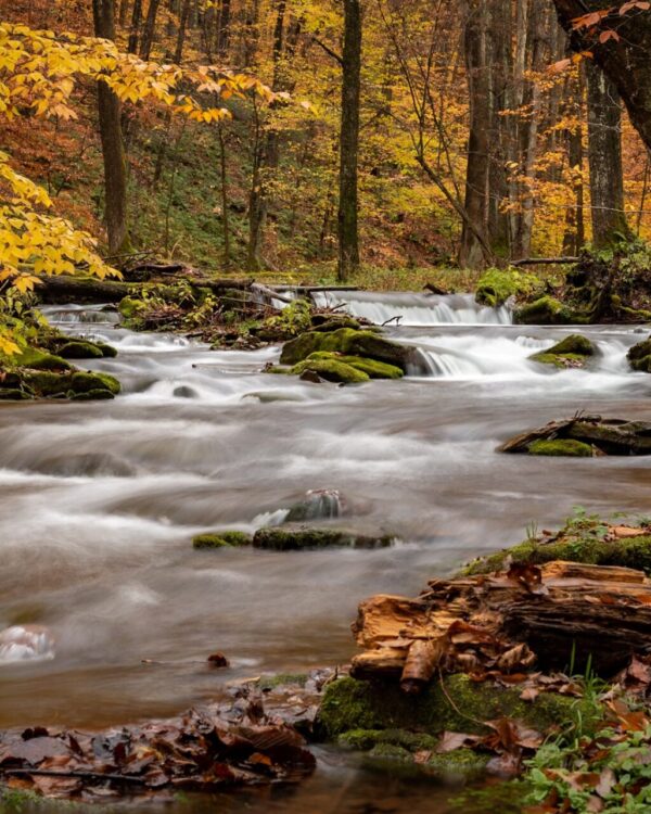 Serene Autumn Stream