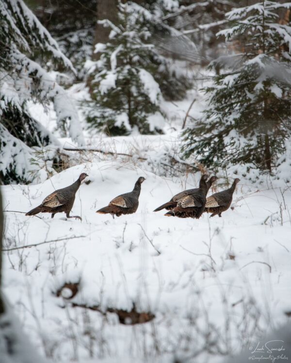 Winter Turkeys