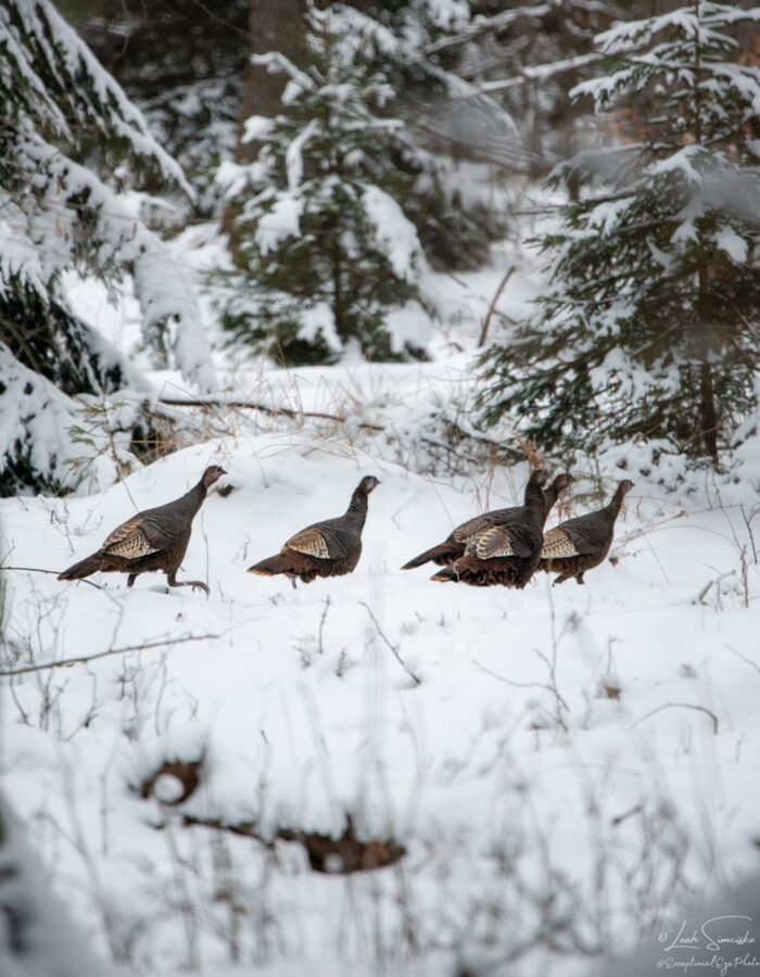 Winter Turkeys