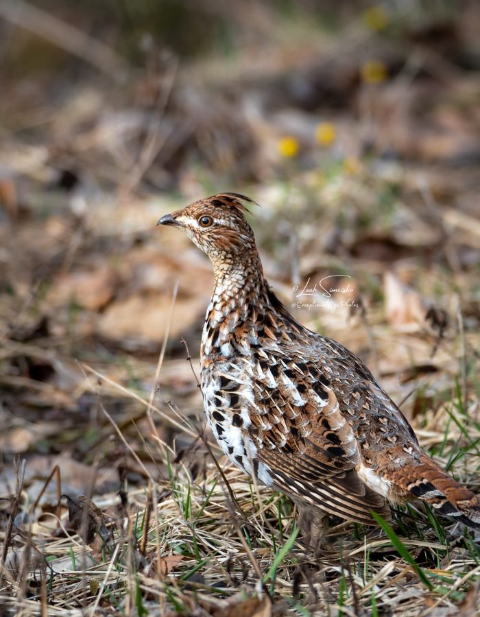 Ruffed Grouse 2