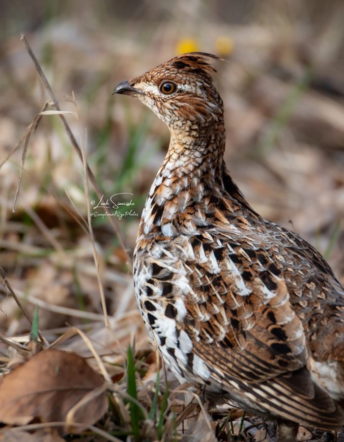 Ruffed Grouse 1